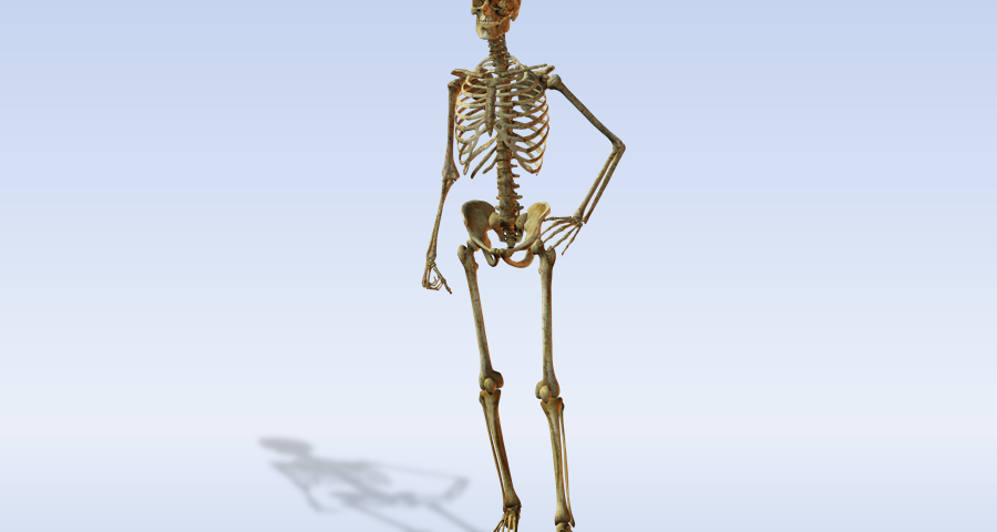 All about the skeleton of man. Human skeleton: a structure with the name of bones, functions, anatomy, photo, from the side, from the side, from the back, part, number, composition, bone weight, scheme, description. Skeleton of the body, upper and lower extremities, human heads with a description