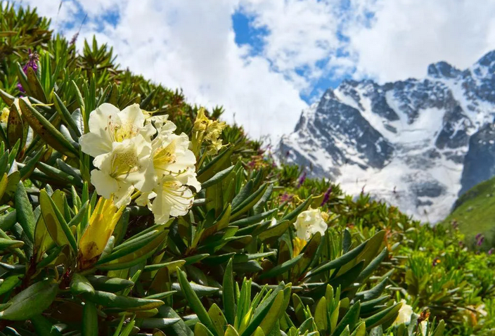 Alpine rose-a named after
