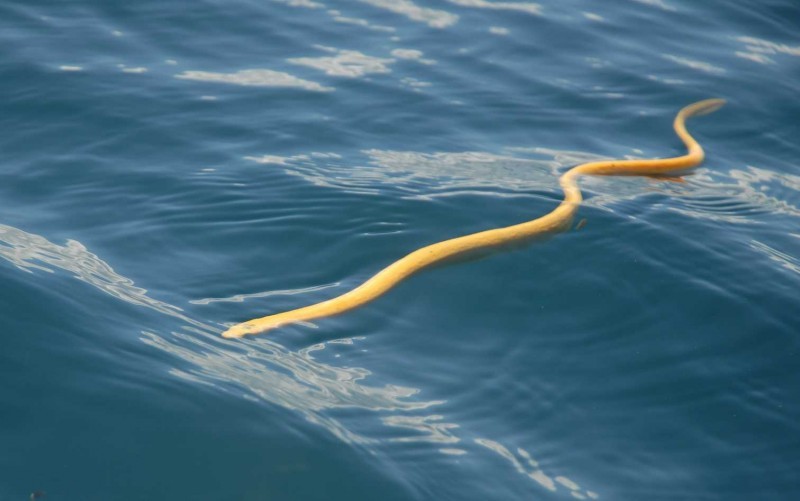Κίτρινο θαλάσσιο φίδι