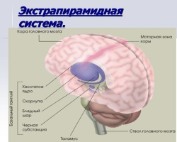 Anatomie - système moteur extrapyramidal du cerveau: structure et fonctions