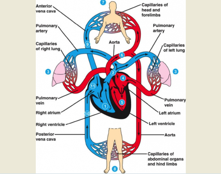 Круги кровообращения сердца человека