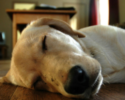 A demodekózis egy szubkután kullancs a kutyákban: típusok, okok, tünetek, kezdeti jelek, otthoni kezelés. A demodikózis kontrasztja -e az emberek kutyáinak? Diakózis gyógyszerek kutyákban: név, lista, használati utasítások, a leghatékonyabb kezelési rend