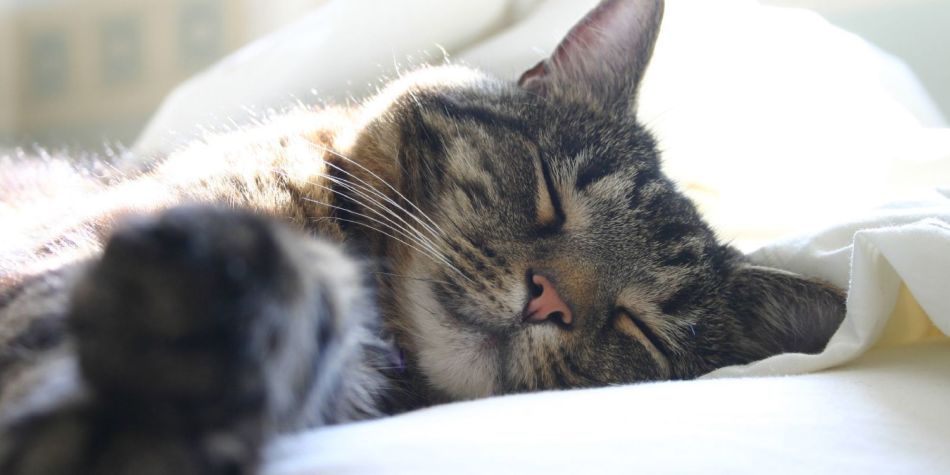 Кошка во сне