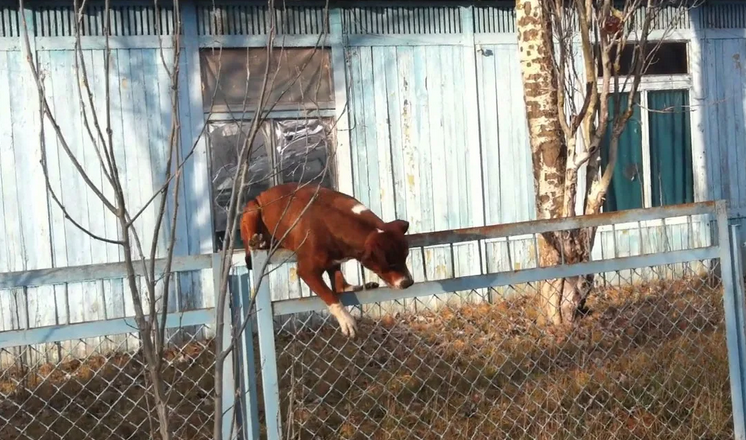 Собака прыгает через забор