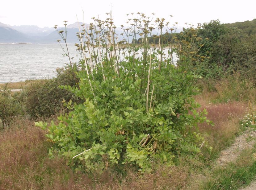 Big bush of a lover near the pond