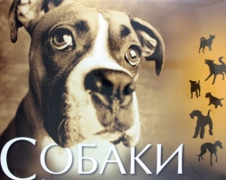 Semua ras anjing dengan foto dan nama: foto, deskripsi singkat karakter