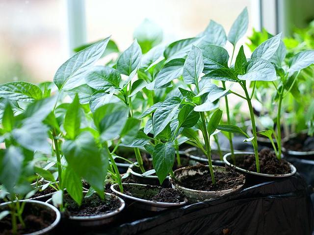 Φύτευση και αναπτυσσόμενα φυτά του βουλγαρικού πιπέρι στο σπίτι. Παρασκευή βουλγαρικών σπόρων πιπεριού για σπορά για φυτά, σπορά, καταδύσεις και φυτά σε θερμοκήπιο, θερμοκήπιο και έδαφος