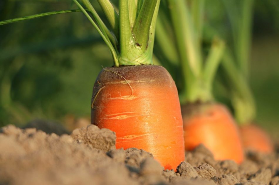 Planting carrots