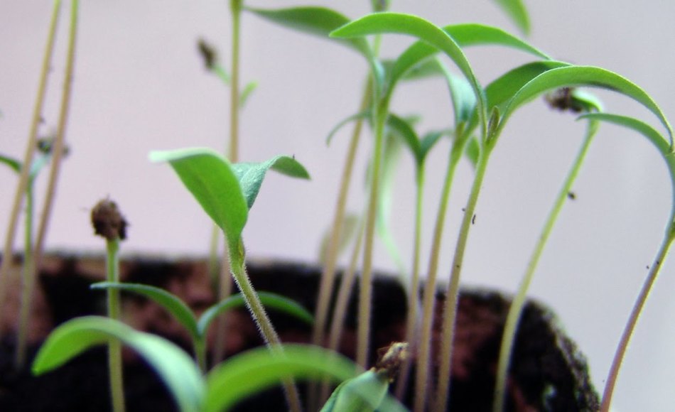 The seedlings of peppers stretched