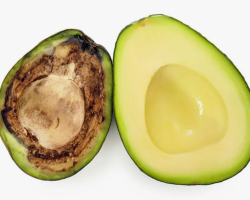 Как понять, что авокадо испортился: как выглядит внутри в разрезе, можно ли есть? Куда можно использовать пропавший авокадо?