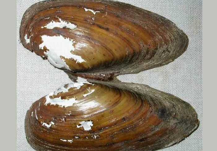 Двустворчатые пресноводные моллюски