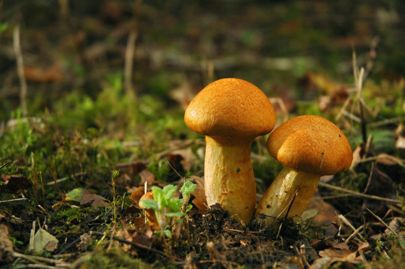 Mushroom signs