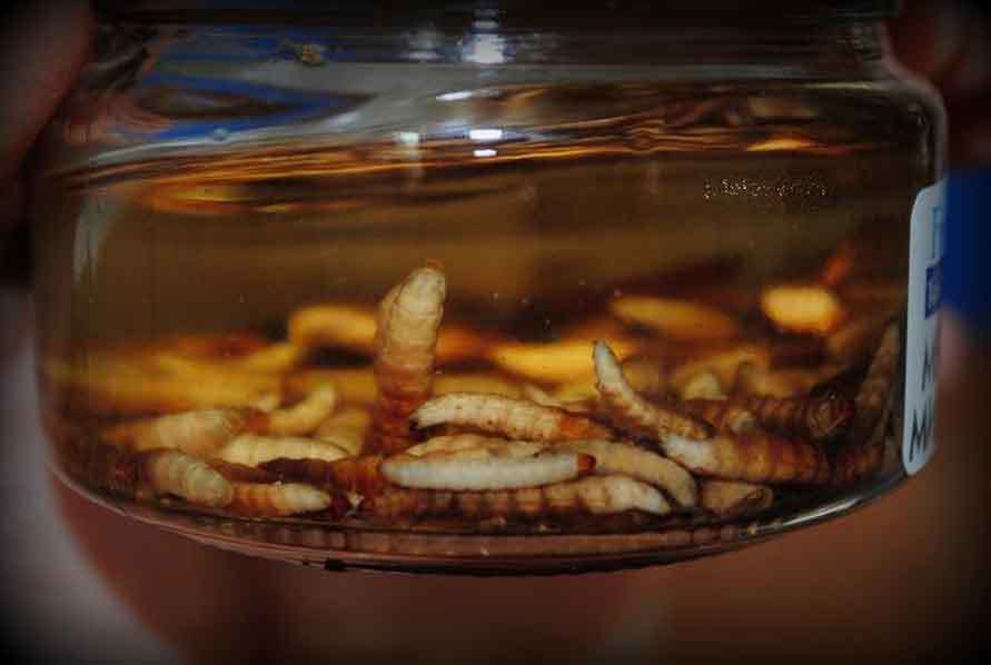 Рецепт приготовления настойки личинок восковой моли