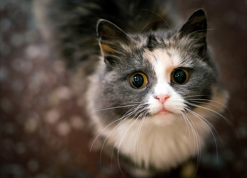 Могут ли человеческие вши жить на кошках?