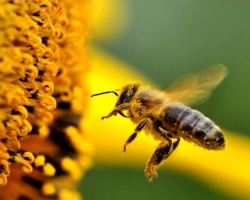 Signs about bees, honey, bees bites: interpretation