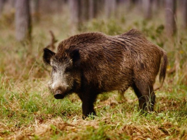 Wild boar: description of the animal for children of grade 4, for the lesson the world around