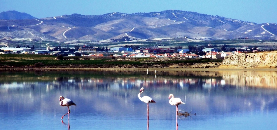 Salt Lake Alika Larnakas, Cyprus