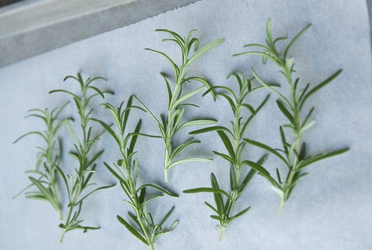 Dried twigs of rosemary in the oven