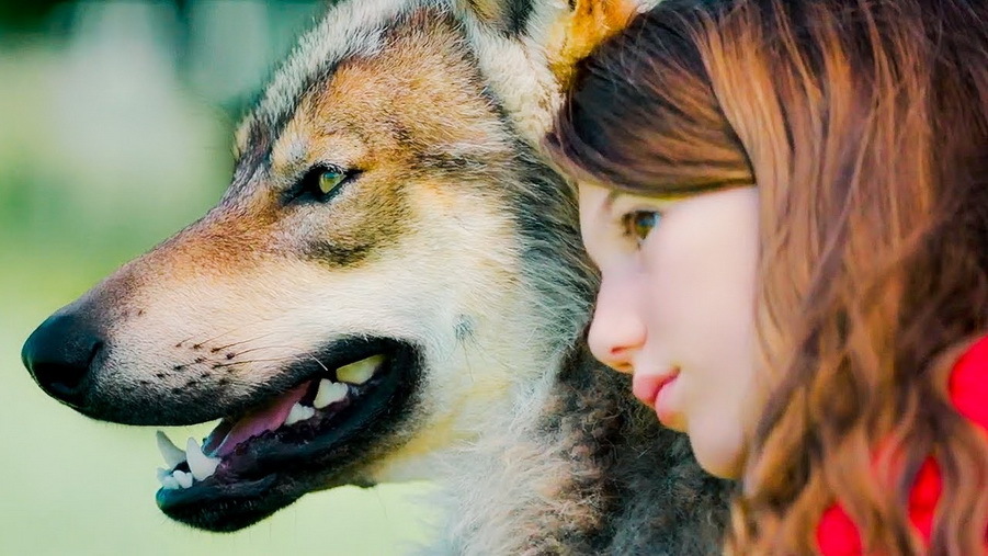 Волк и девочка