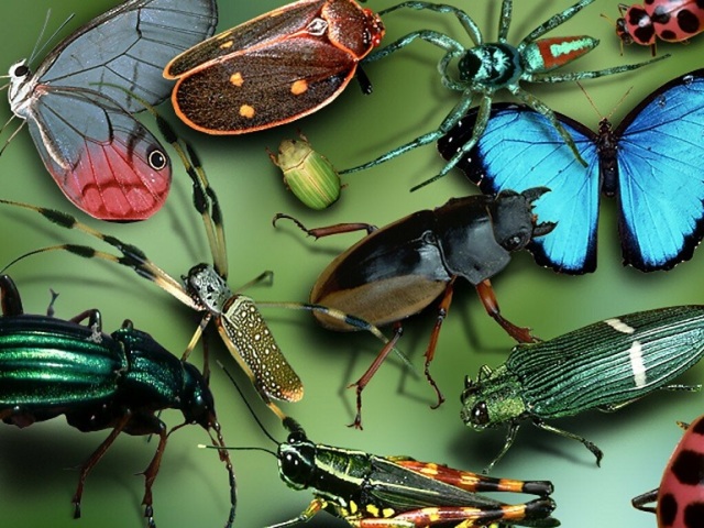 Приметы о насекомых — трактовка