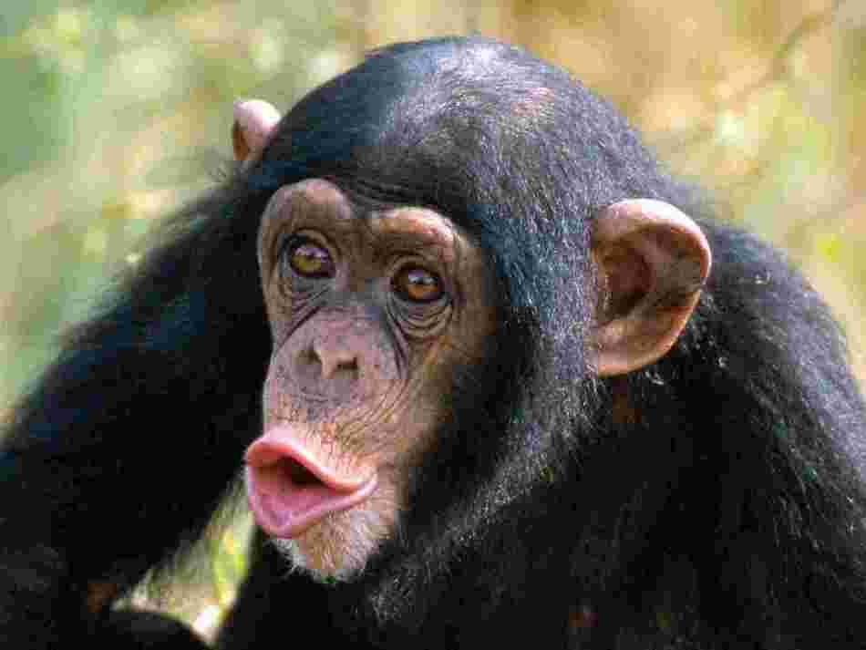 Прикольная аватарка: шимпанзе