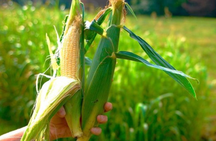 Получить кукурузу можно и от ручного опыления