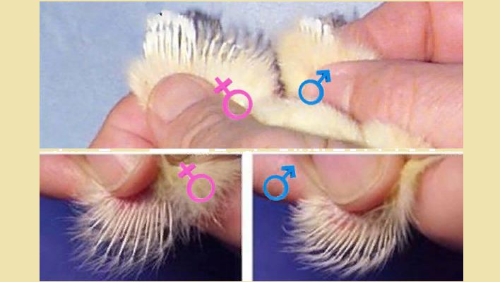 Determinazione del pavimento del pollo per piumaggio