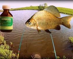 Does the fish loves fish: do I need to add to bait, how much, how does it affect fishing? Recipes for bait with valerian for fishing