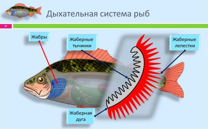 Système respiratoire de poisson