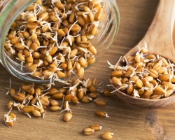 Prerokana pšenica: koristi in škoda človeškemu telesu, recepti za poganjke, požene recepte
