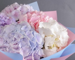 Bir bukette Hydrangea: Bir bukette ortanca nasıl korunur? Hidrangea'nın suda ne kadar olduğunu?