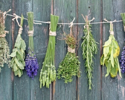 Herbal ajaib dan tanaman: daftar, metode penggunaan dalam sihir. Sifat magis wormwood, kekasih, thistle, tanaman dalam ruangan: deskripsi, penggunaan dalam sihir