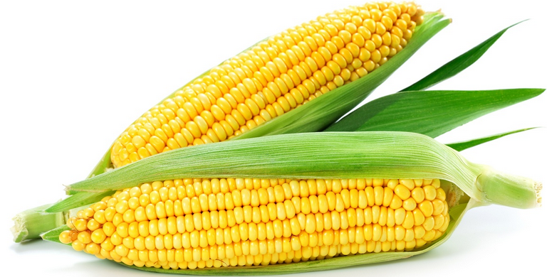 Corn jaune: légumes sains pour le signe du zodiaque Leo