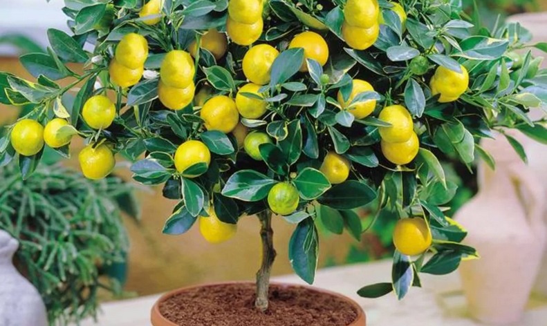 Растение-талисман имени — лимон