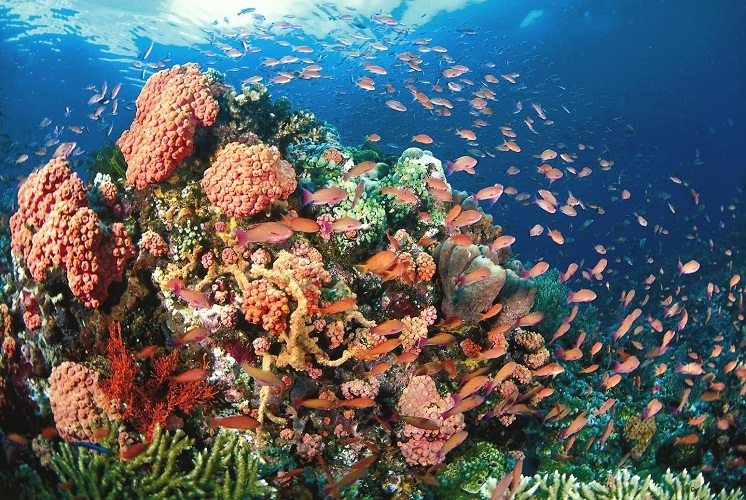 Laut Filipina menawarkan berbagai macam ikan