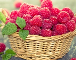 When and how to correctly cut raspberries ordinary and repairing in spring, summer and autumn, so that there is a good harvest: the timing and rules of raspberry trim, scheme, step -by -step instructions for beginners, video. When is it better to cut raspberries: in spring or autumn, in what month?