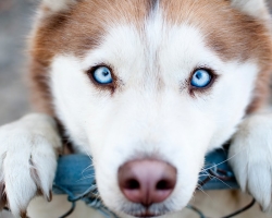 100 faits intéressants, incroyables et inhabituels sur les chiens du monde entier: Liste
