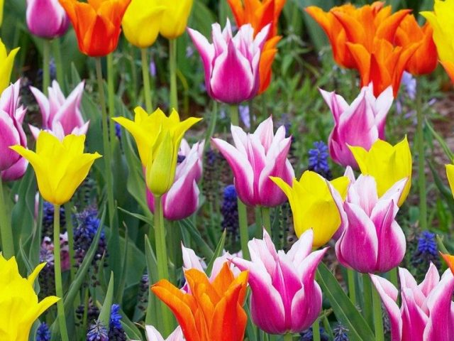 Tulip di rumah pada 8 Maret: Varietas, istilah, penanaman dan teknologi distilasi di rumah kaca, pot, kotak. Tanah apa yang dibutuhkan untuk distilasi tulip pada 8 Maret? Bagaimana cara memaksa tulip mekar pada 8 Maret?