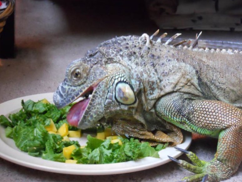 La nutrición de la iguana debe ser integral