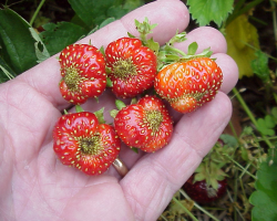 Nematode on strawberries: causes of infection, signs, struggle measures, treatment plan, prevention, reviews