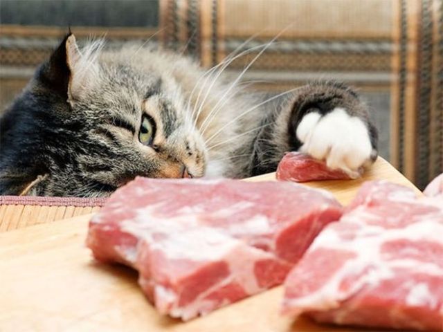 «Знает кошка, чье мясо съела»: смысл пословицы