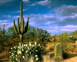 Cactus: Flower value. What does a cactus tattoo mean? Cactus tattoo: ideas, best sketches, templates, stencils, photos