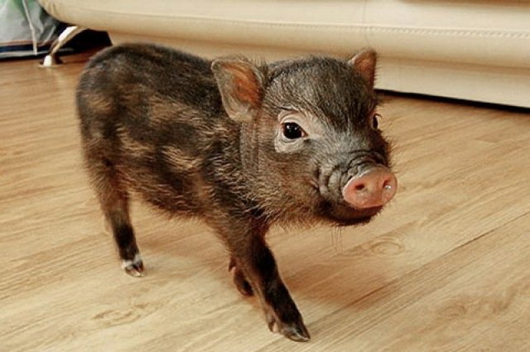 Mini-pig