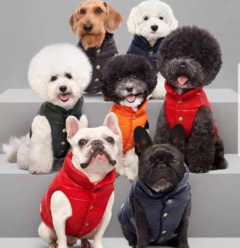 Breed Fashionable of Dogs