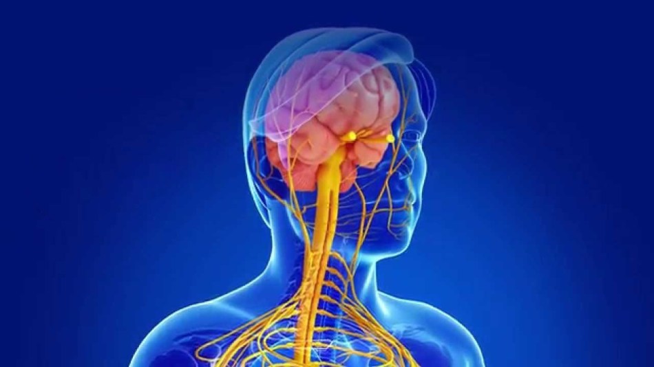 Mutationer-könsklippning-uttömd-utveckling-dissektion-skerosamutation-gen-klatter-förklarande-thoughts-utveckling-disorder-skleros klargörs