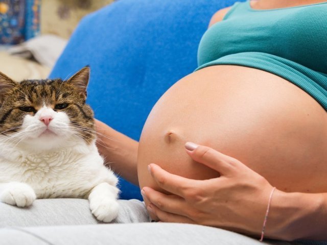 Εγκυμοσύνη μιας γυναίκας και μιας γάτας σε ένα διαμέρισμα, σπίτι: Μπορεί οι έγκυες γυναίκες να έχουν μια γάτα και να ζήσουν με μια γάτα;