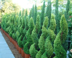 İlkbaharda Thuja'yı nasıl ve ne besleyecek, sarı olmamak için, hızlı büyüme için, güzel iğneler, gübreler, halk ilaçları, incelemeler ektikten sonra