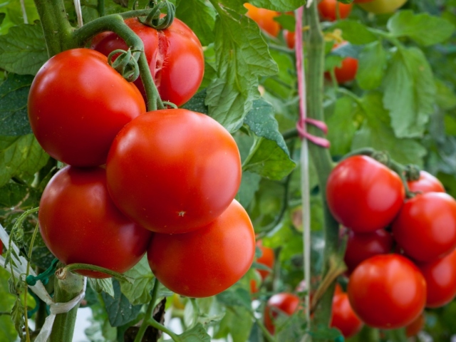 Los tomates se están quemando en un terreno abierto, un tronco grueso, no se atan, van a la parte superior: razones, ¿qué hacer, cómo pelear?