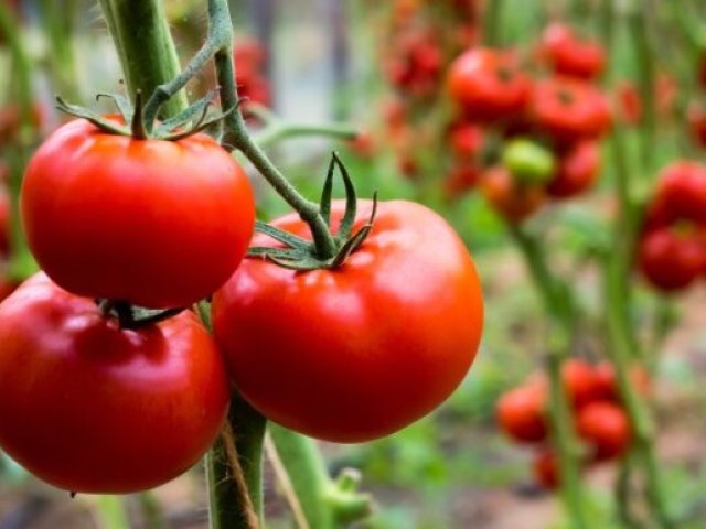 Какие удобрения и микроэлементы нужны помидорам для нормального роста и хорошего урожая: комбинация минеральных удобрений для подкормки помидор