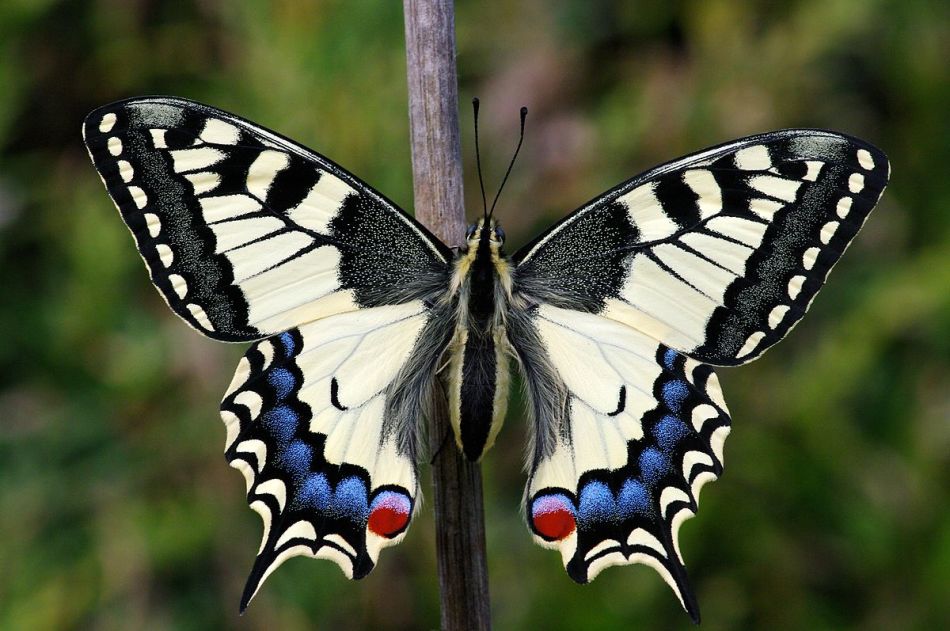 Как выглядит бабочка махаон и его гусеница: фото